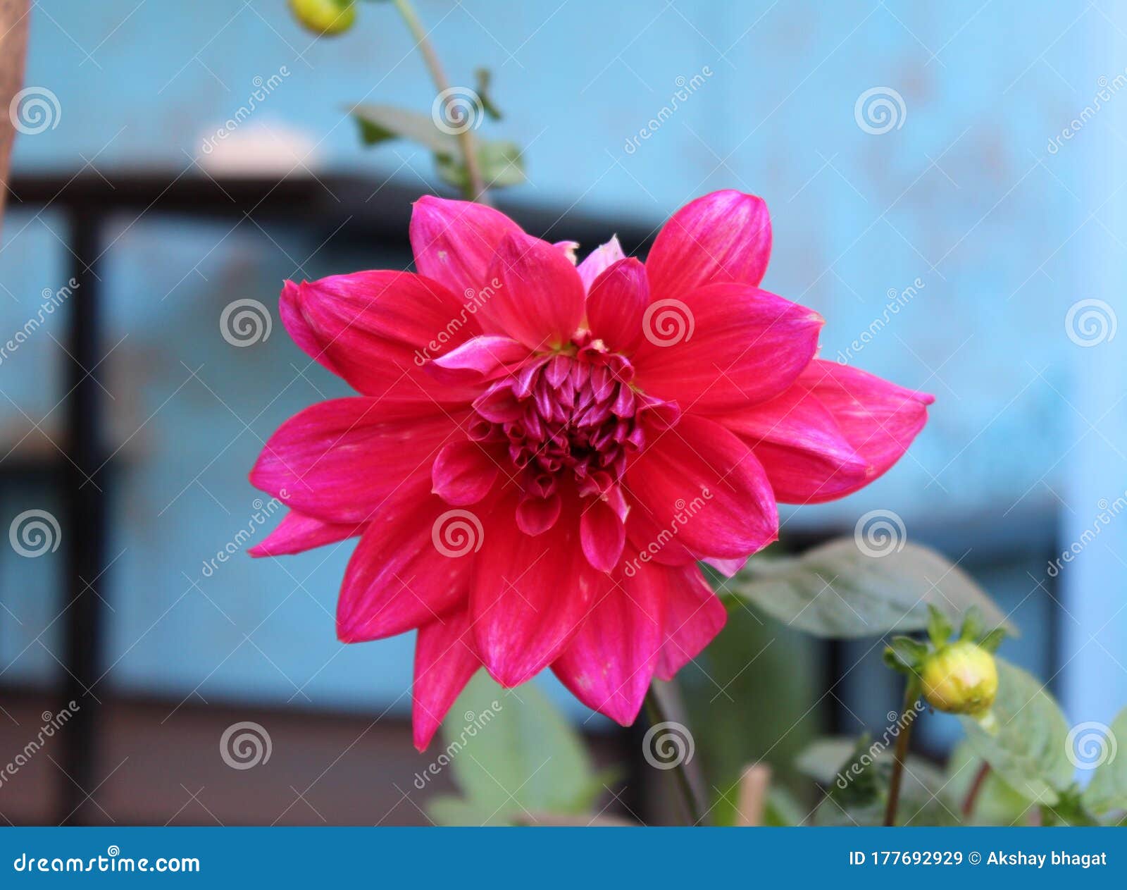 Flower lover always stock image. Image of shades, perfect 177692929