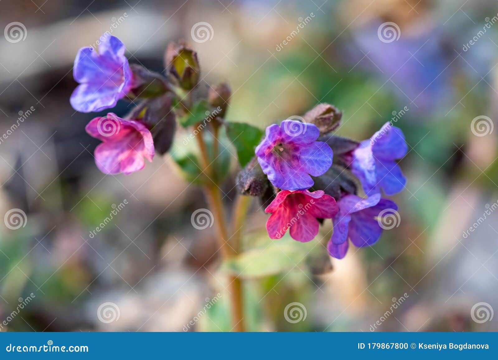 The Flower of Lungwort, Pulmonaria Officinalis Stock Photo   Image ...