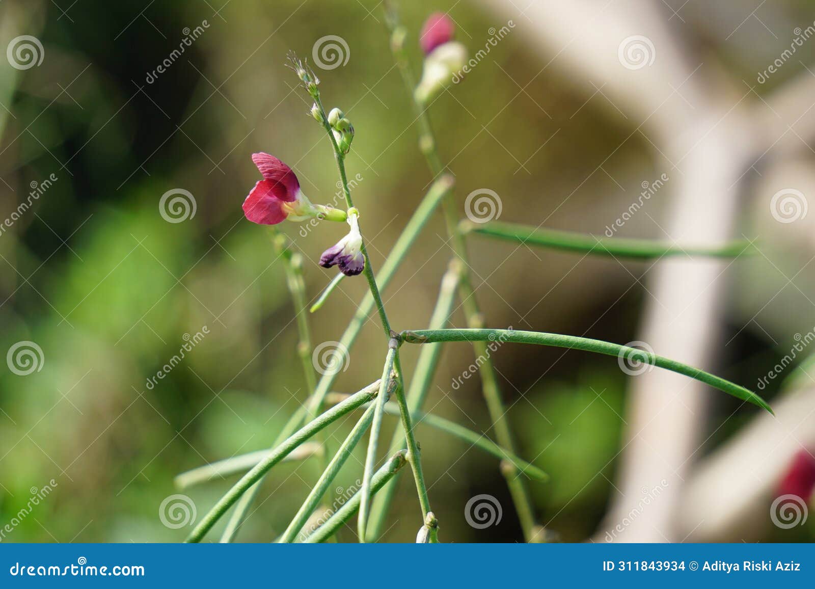 macroptilium lathyroides (phasey bean). the plant spreads readily from seed under moist conditions