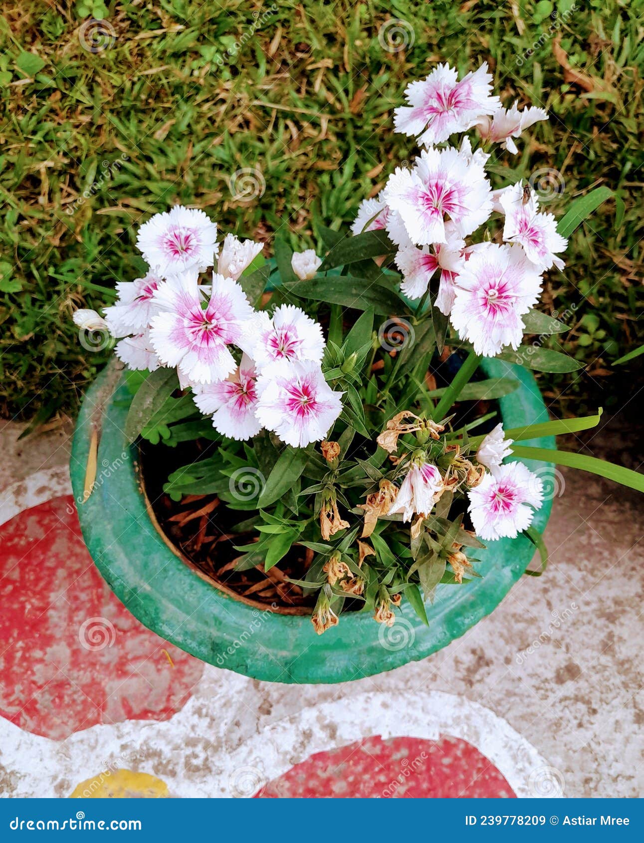Flower Makes Us Happy Person Stock Image Image of wildflower, pink