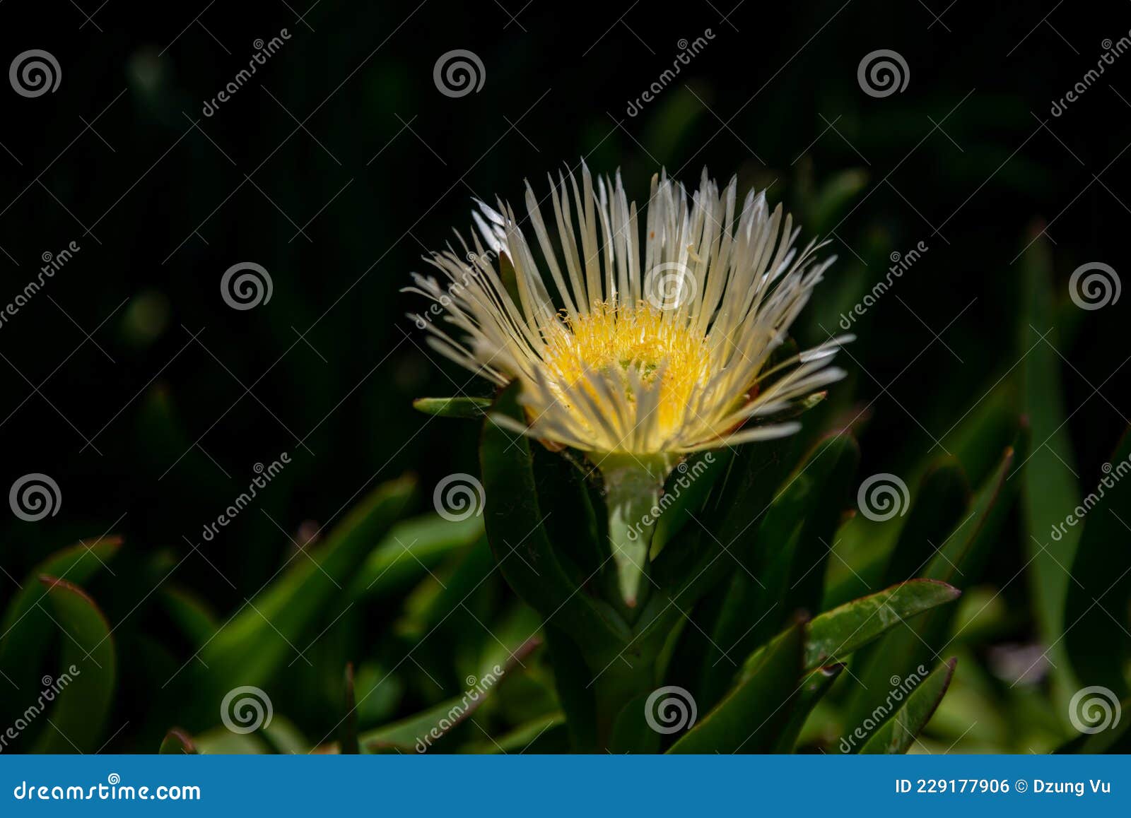 Flower in manly Beach stock photo. Image of beach, shrub 229177906