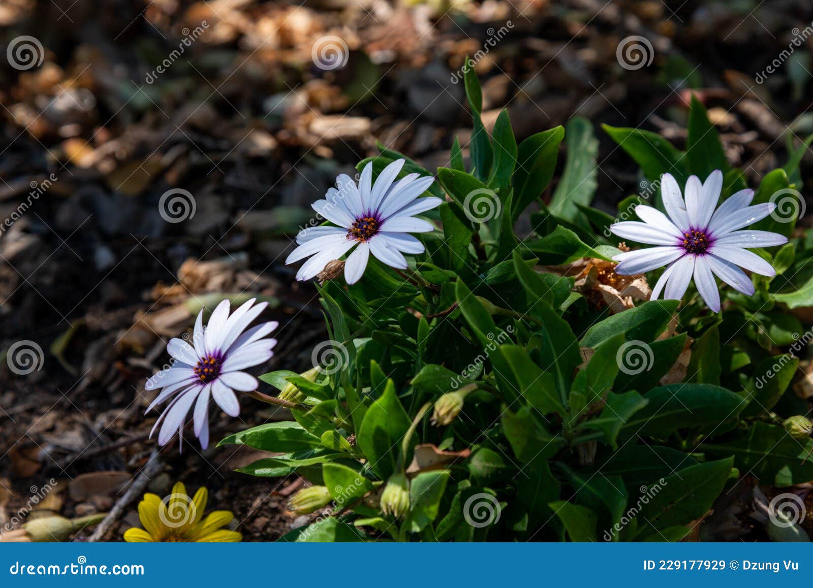 Flower in manly Beach stock image. Image of tree, flower 229177929