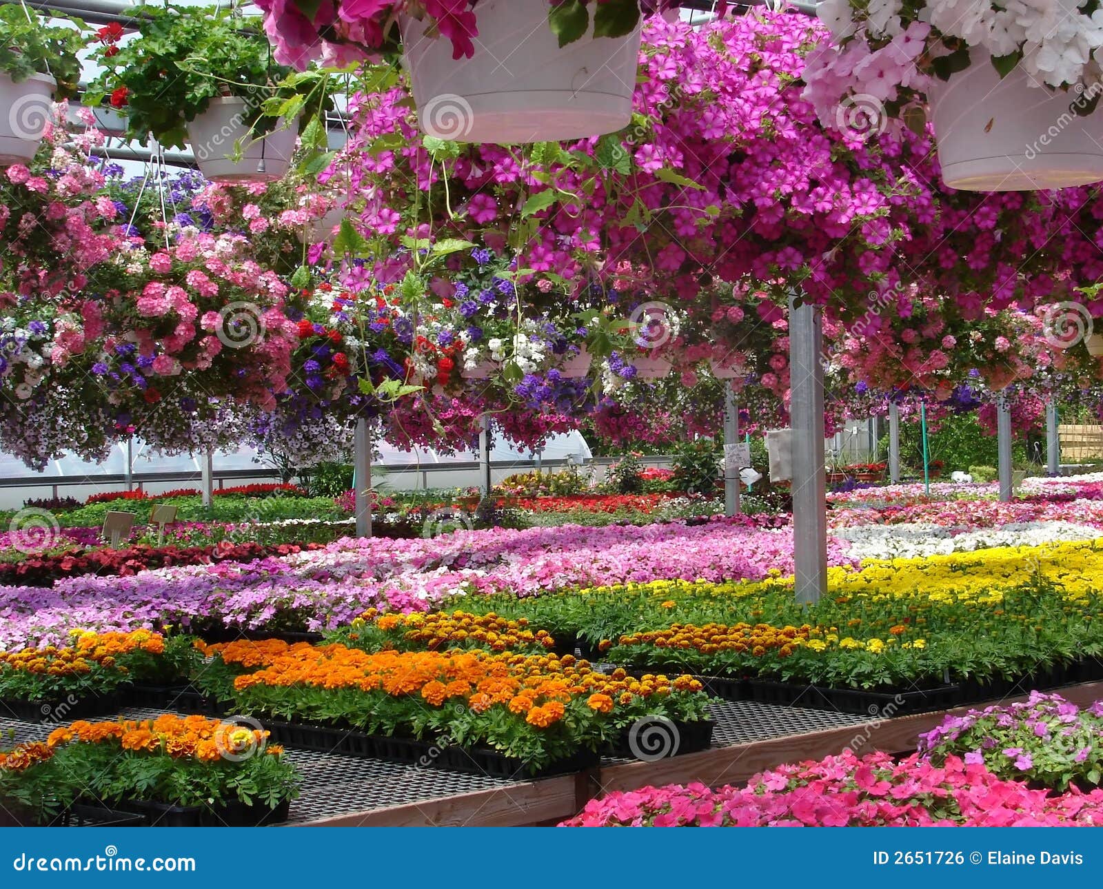 Flower market stock photo. Image of scented, flowers, beautiful 2651726