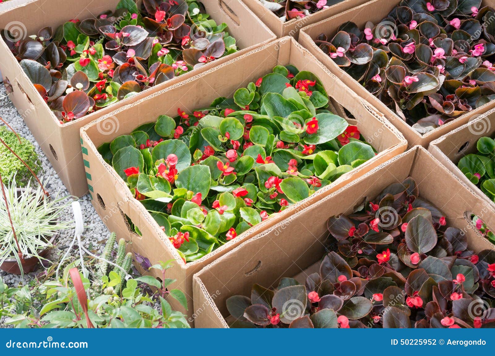 Flower market stock photo. Image of flora, gardening 50225952