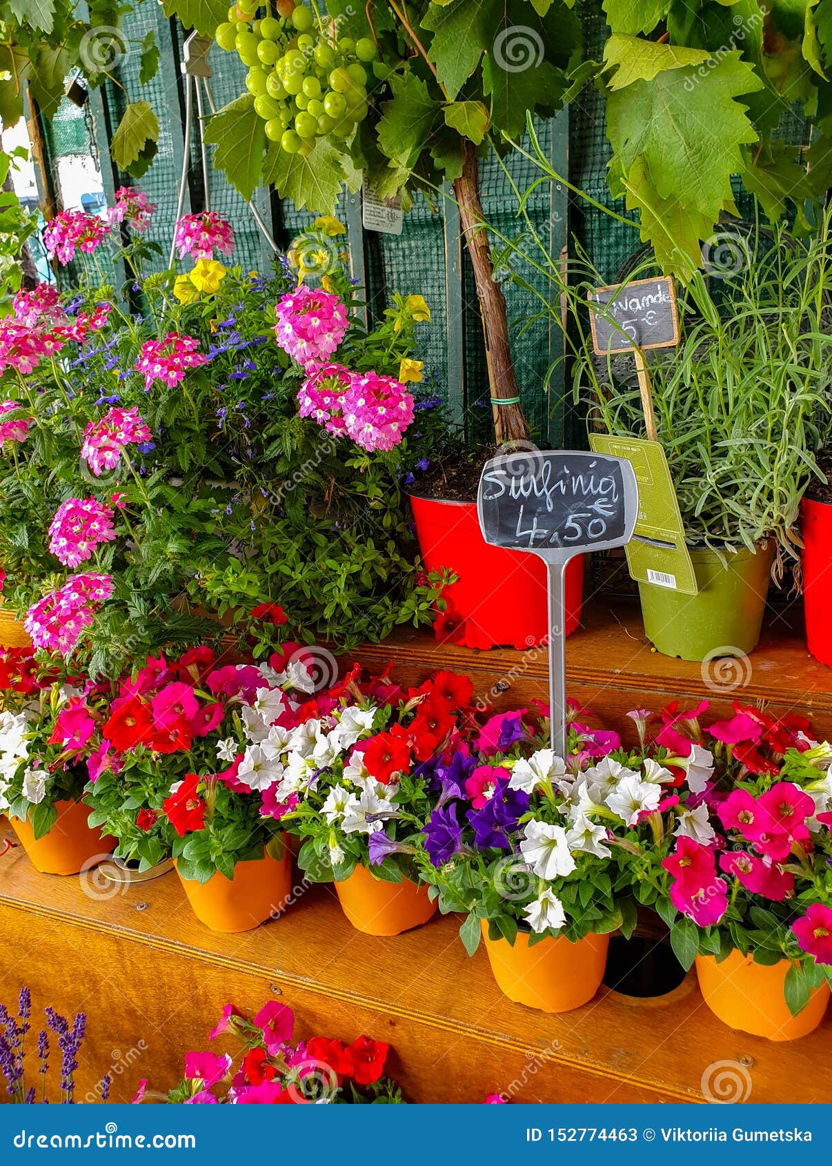Download The Flower Market In Paris Located On The Ile De La Cite ...