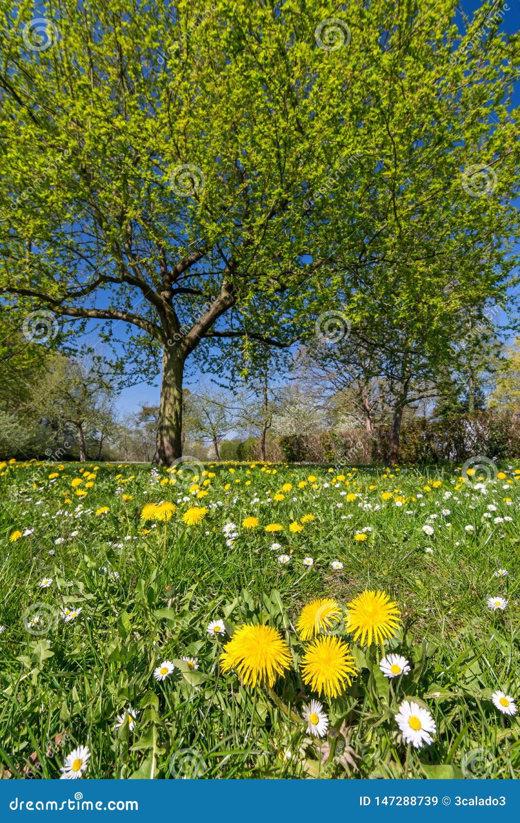 Flower Meadow with Dandelions and Daisies in Front of Green Tree in