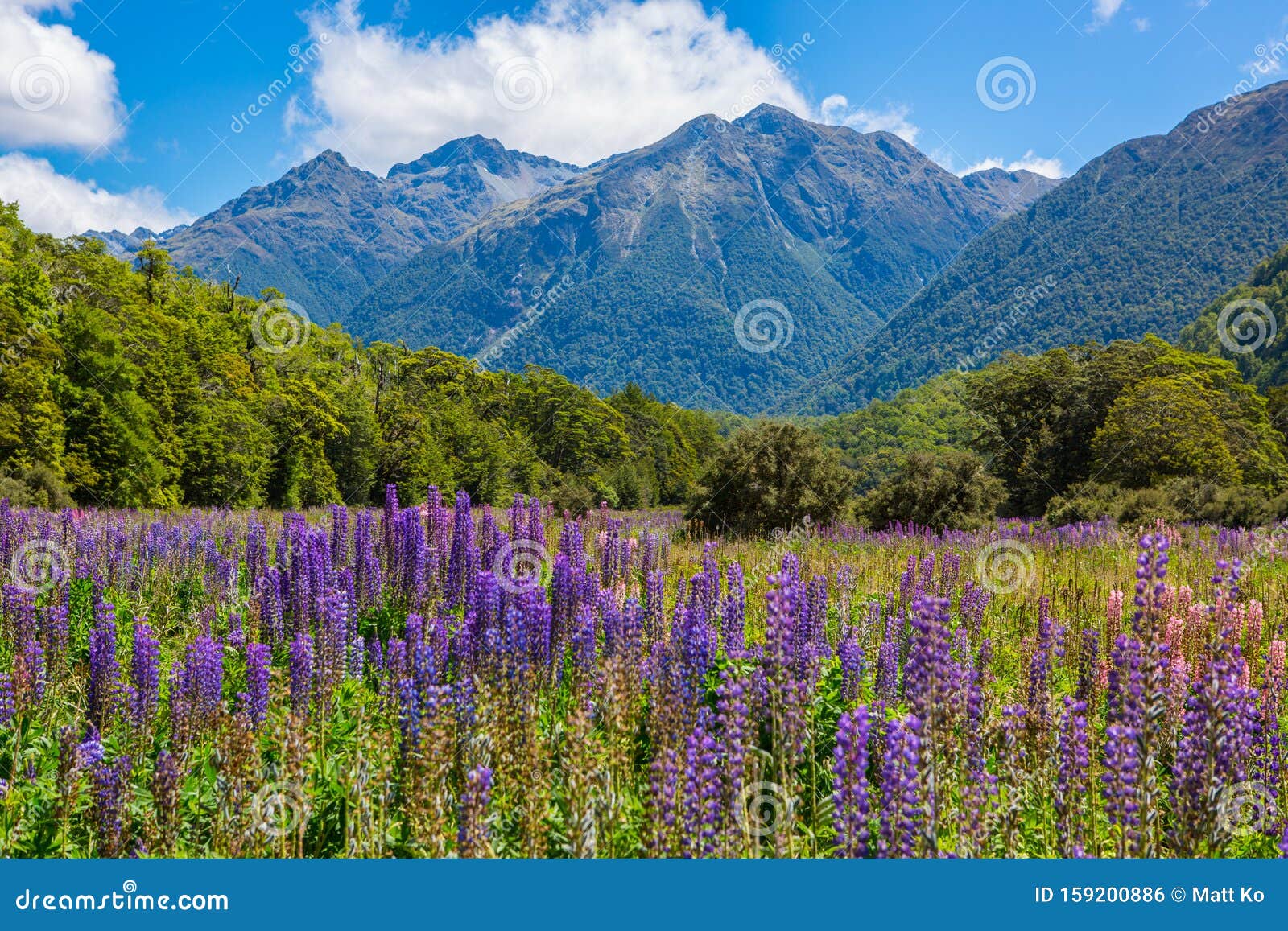 11,024 Flower Base Stock Photos - Free & Royalty-Free Stock Photos from  Dreamstime