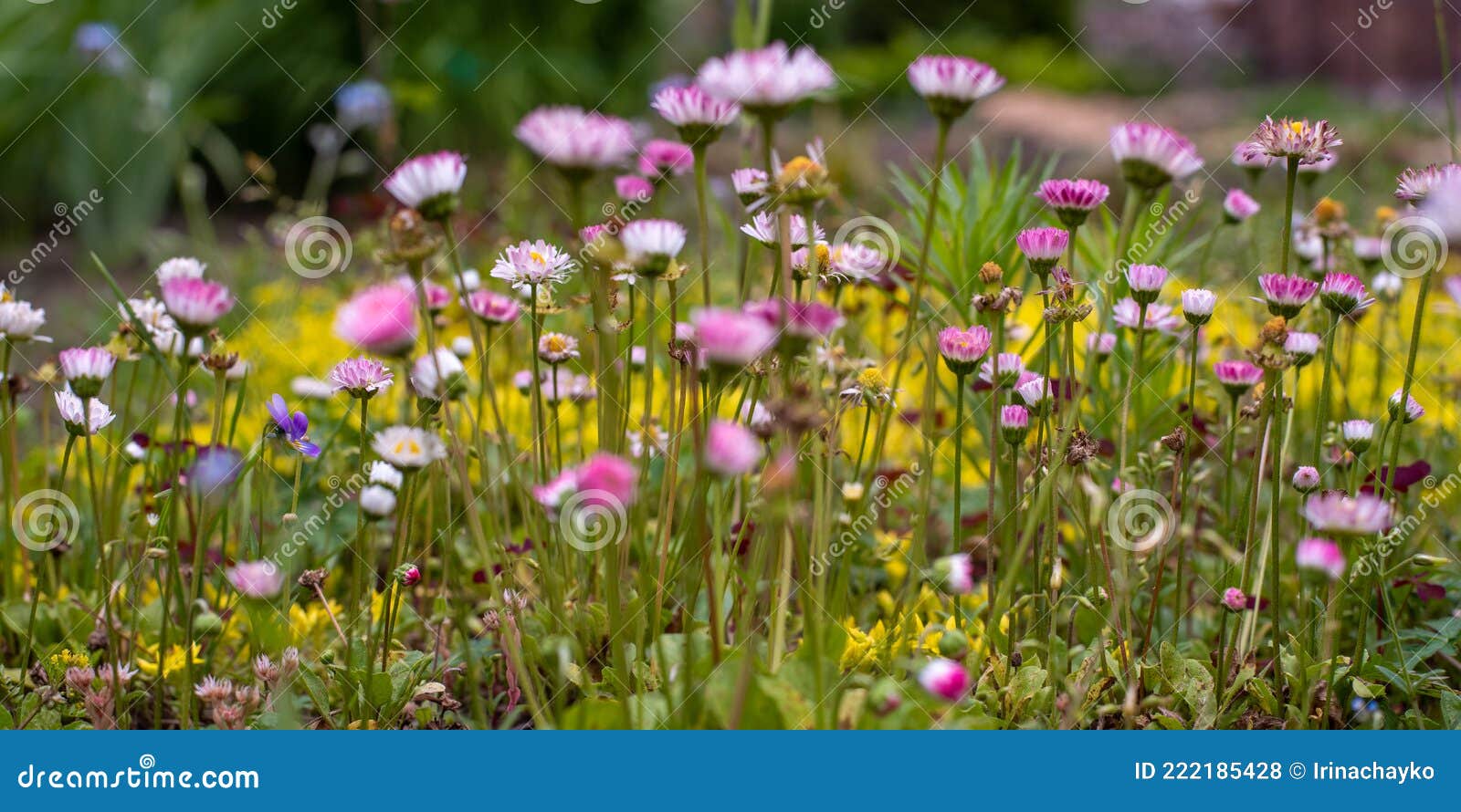 Flower Meadow with Pink Daisies in the Garden Stock Photo Image of