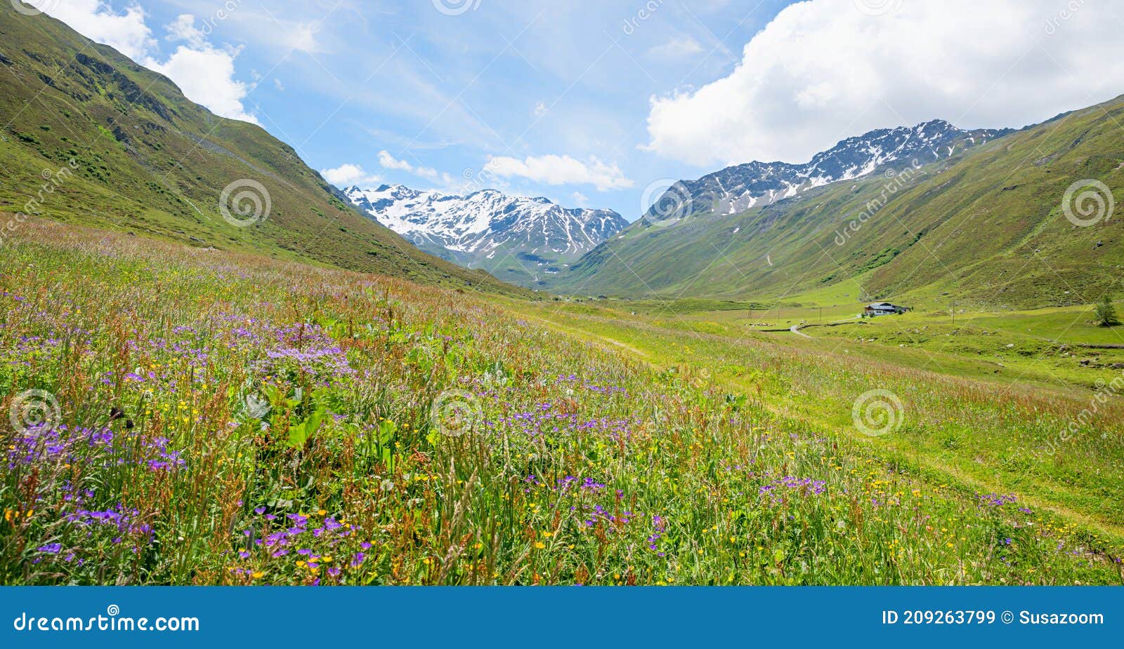 flower meadow with wild cranesbill, dischma valley at springtime, near davos switzerland
