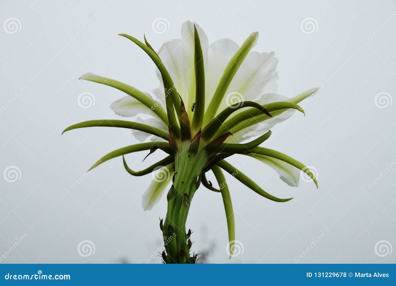 flower at misty sky in the brazilian mountains