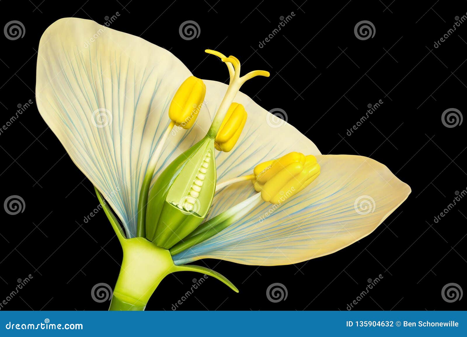 Flower Model With Stamens And Pistils On Black Background Stock Photo