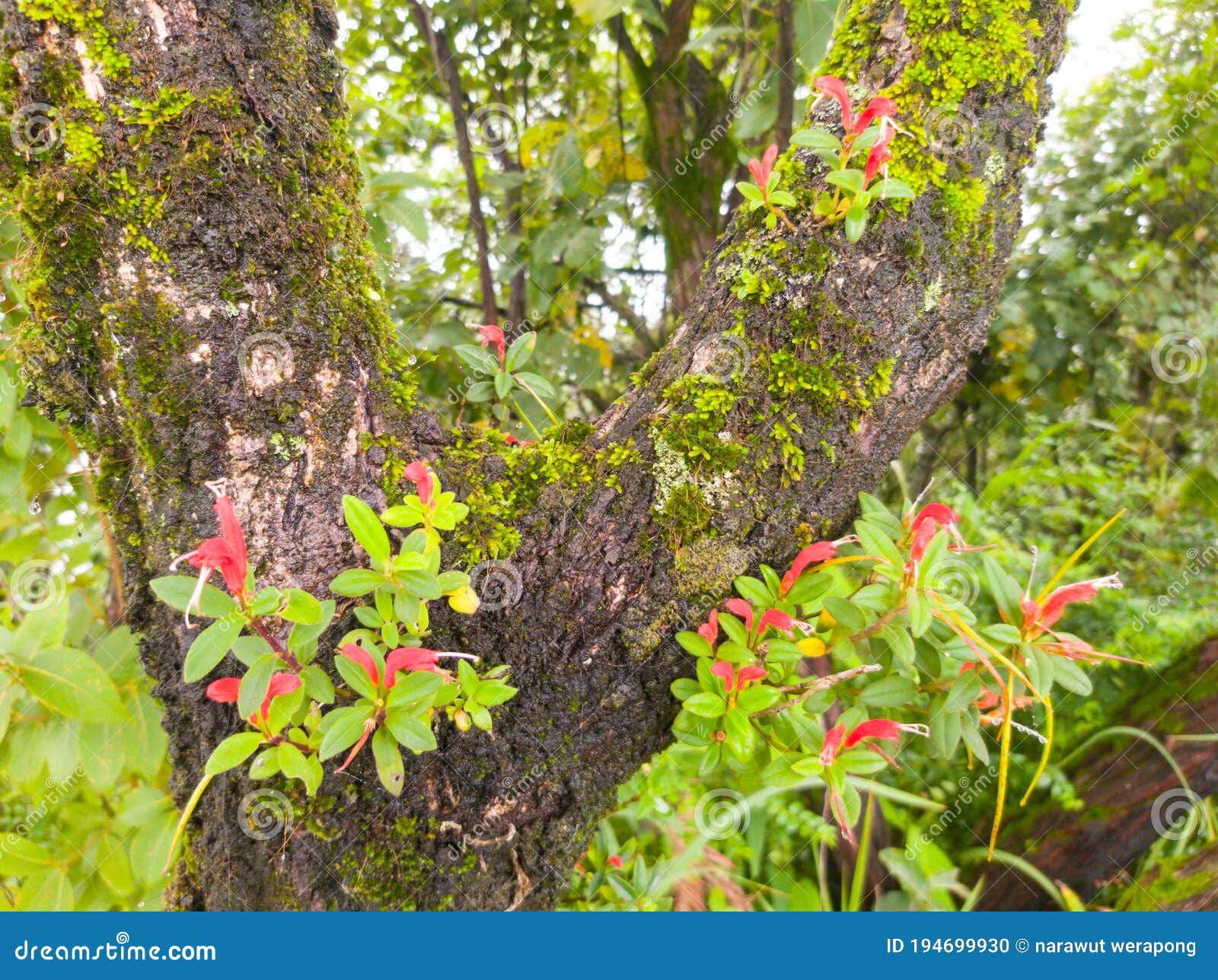 The flower on mountain stock photo. Image of plant, tree 194699930