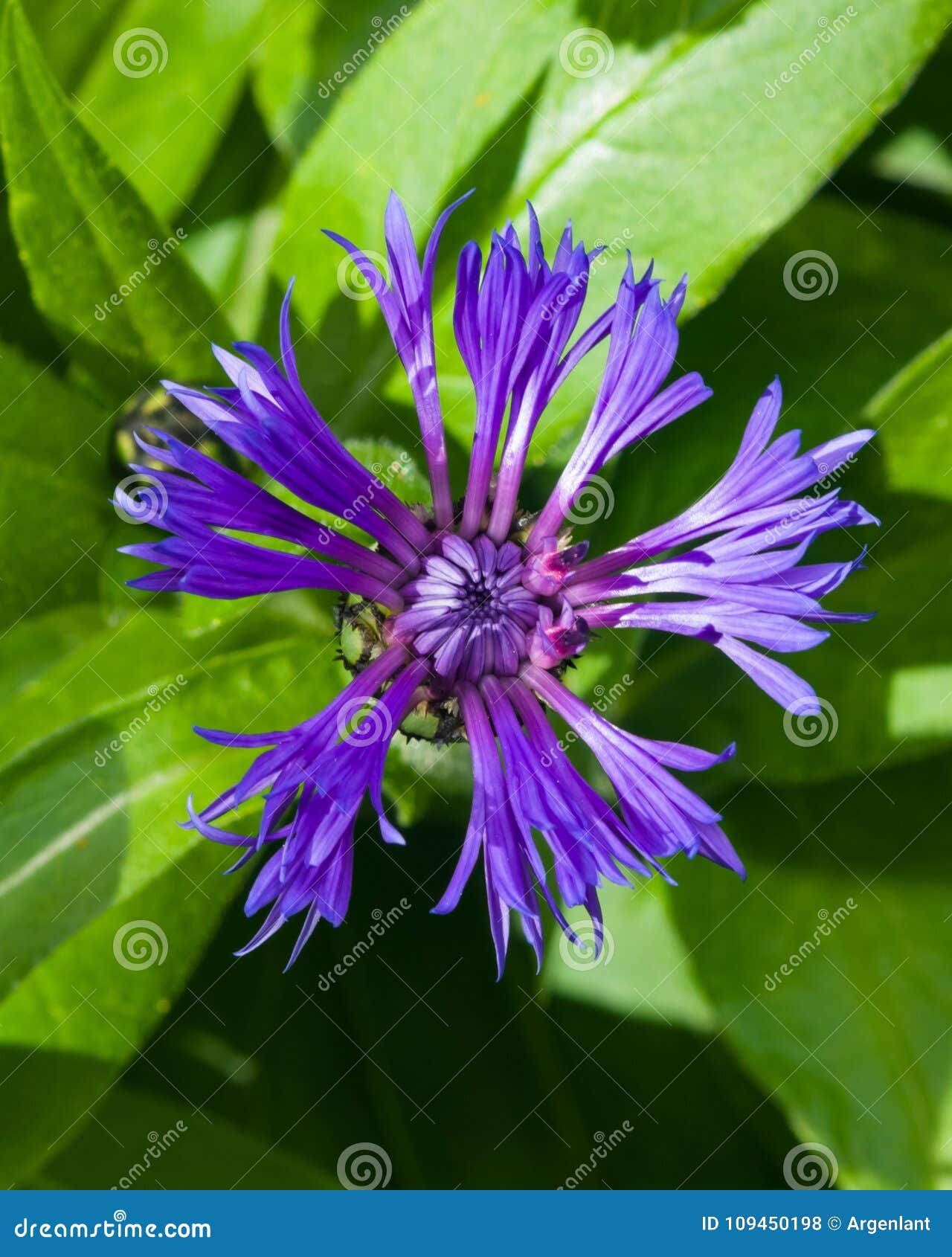 flower of mountain cornflower or centaurea montana macro, selective focus, shallow dof