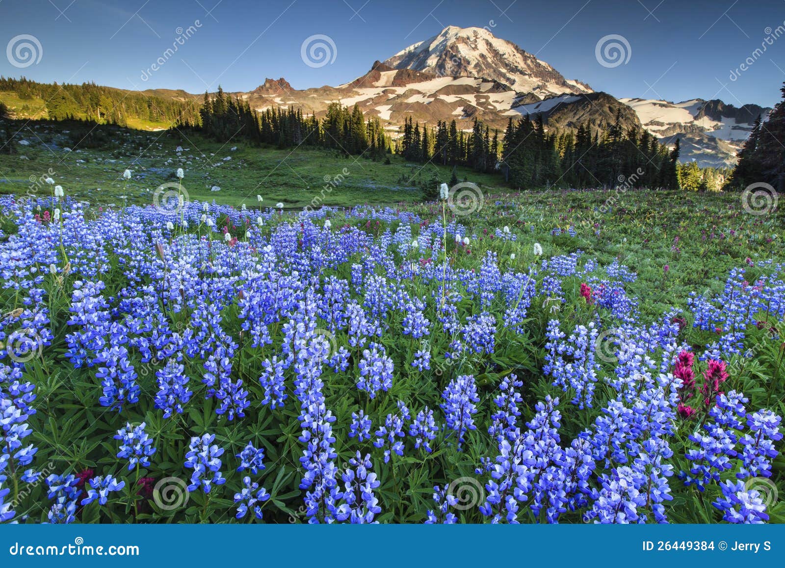 Flower and Mountains stock photo. Image of calm, nature 26449384