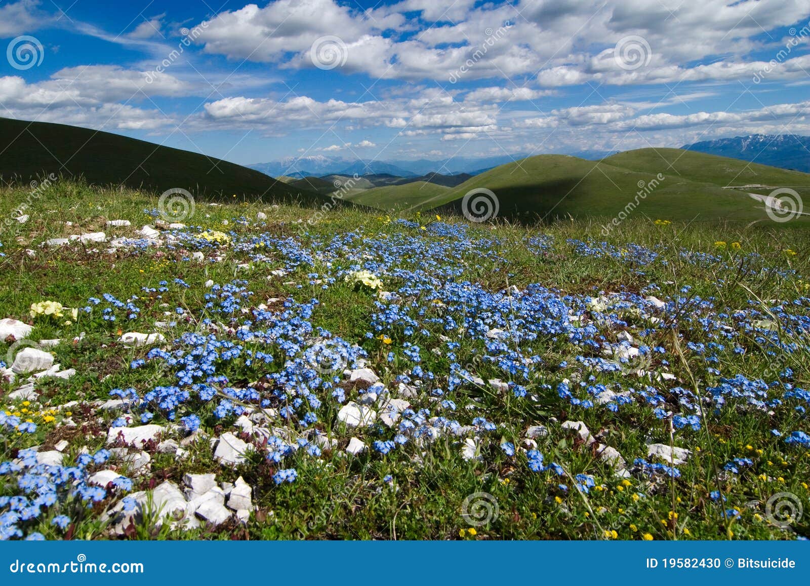 flower & mountains - campo imperatore