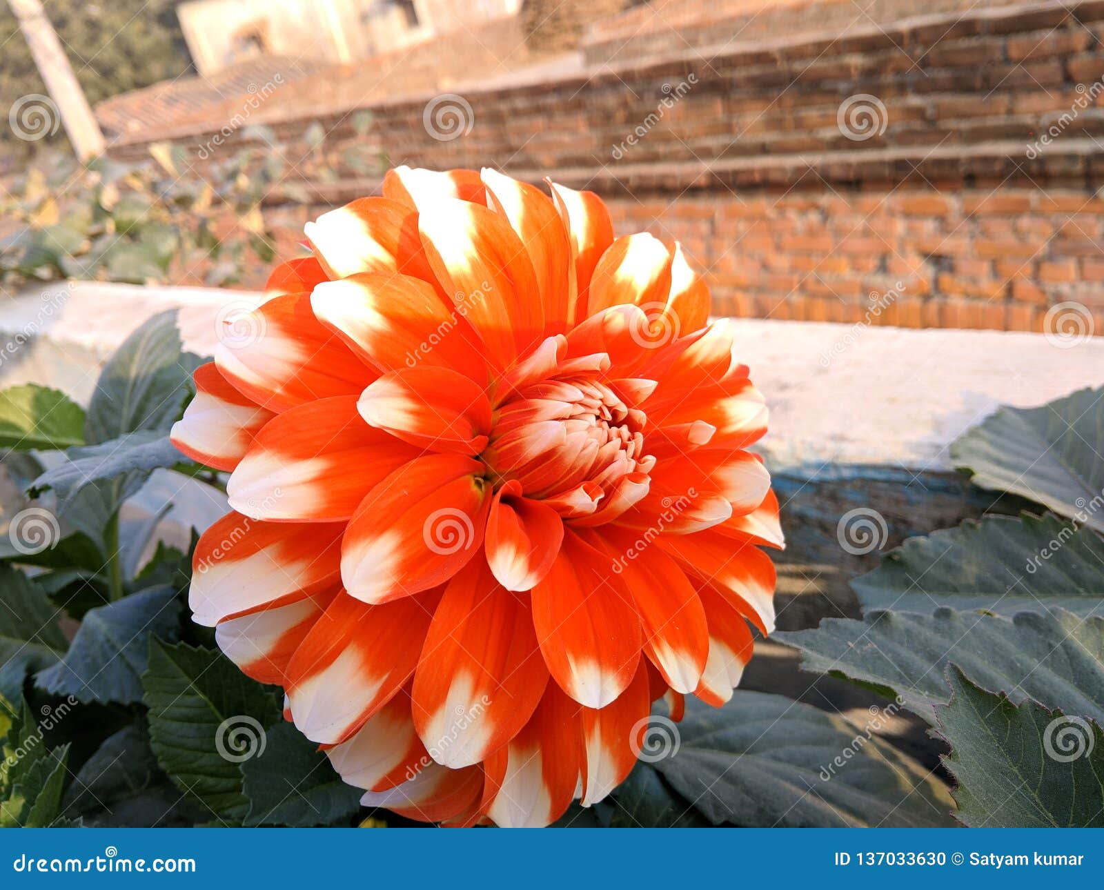 Flower stock photo. Image of flower, natural, colour 137033630