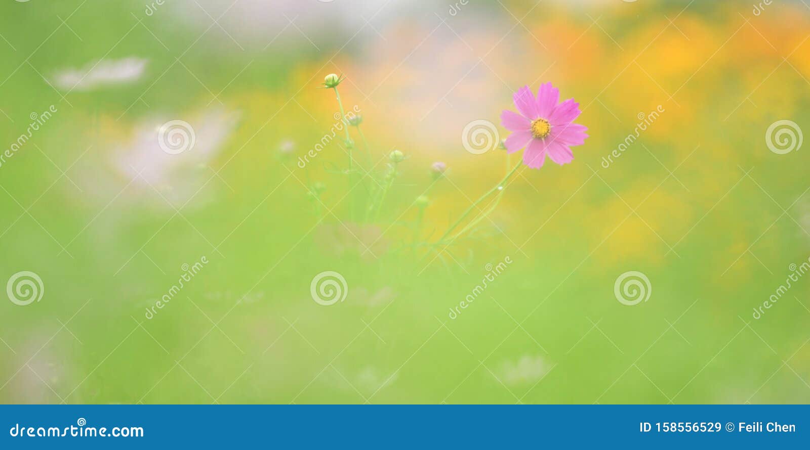 Flower in my dream stock image. Image of flower, border 158556529