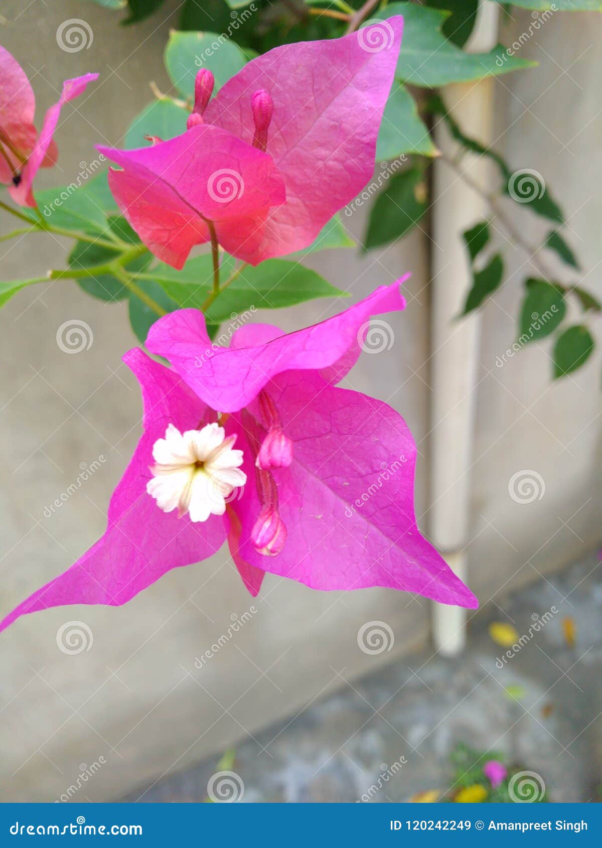 Flower stock image. Image of looking, flower, flowers 120242249