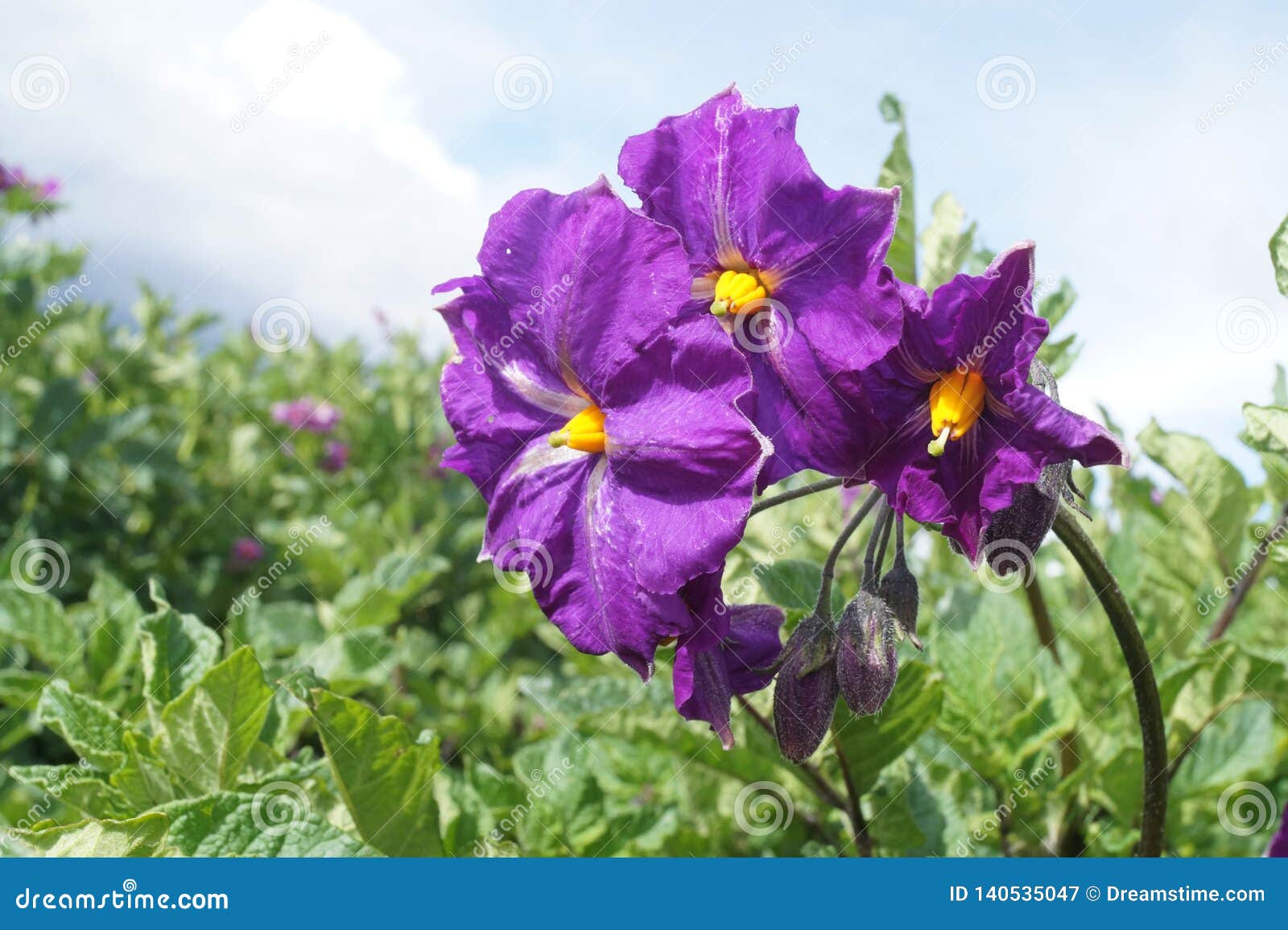 flower of natural potato, in field of sembrio. peru.