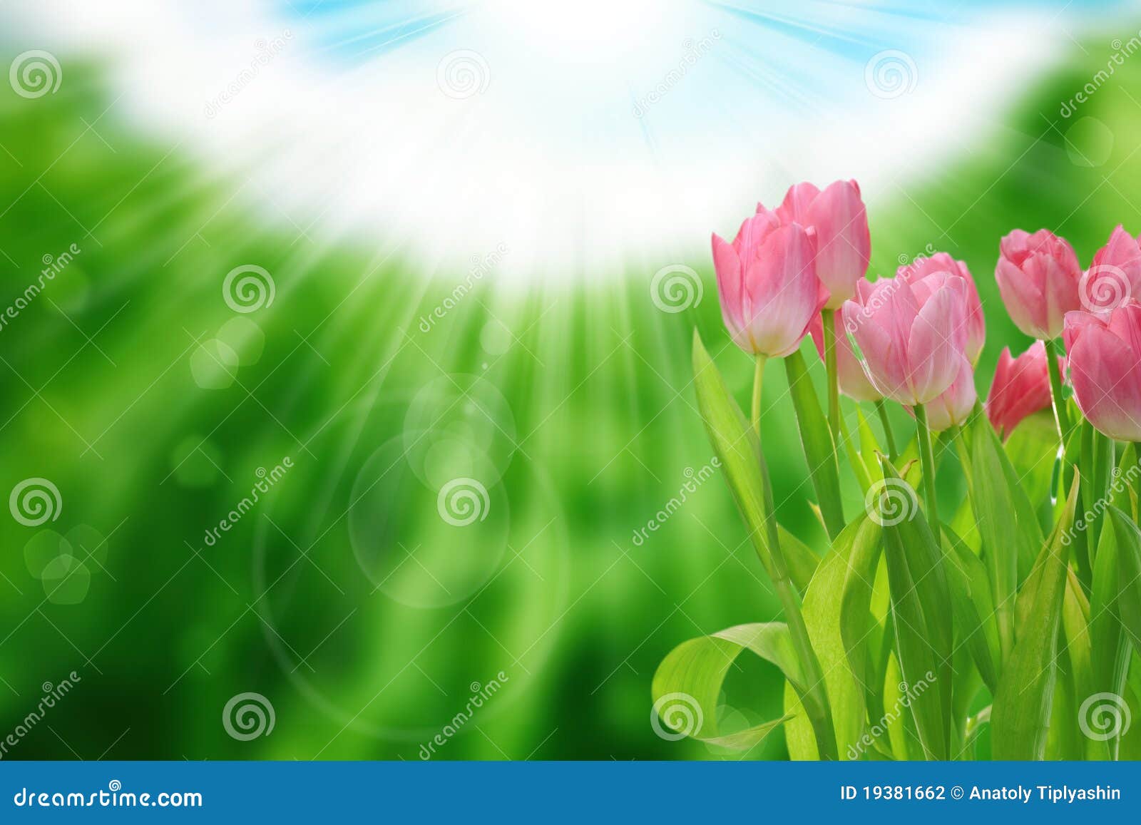 Flower And Nature Spring Bokeh Background Stock Photo Image