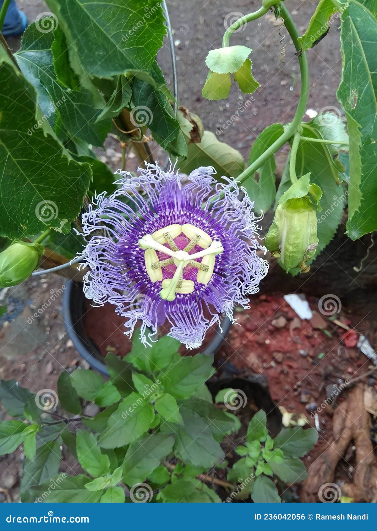 Flower Nature Unique plant stock photo. Image of plant 236042056