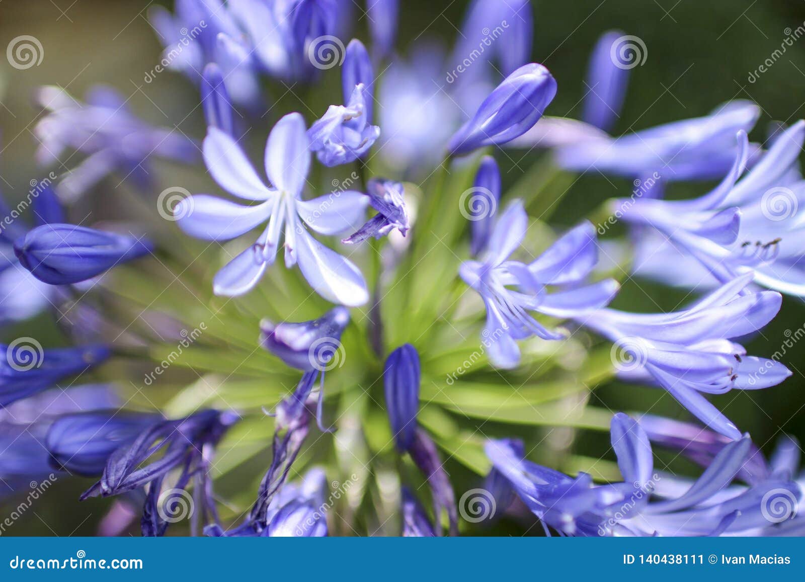 flower nature violet white green verde cielo