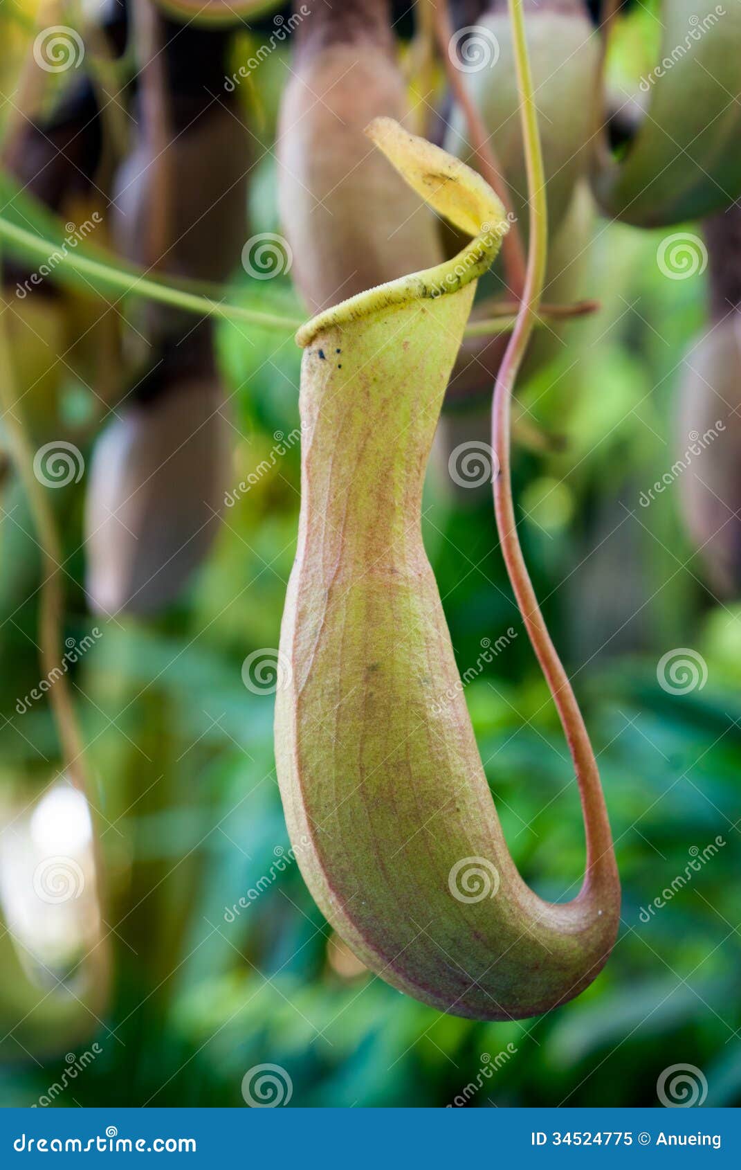 Flower Nepenthes stock image. Image of decorative, branch 34524775
