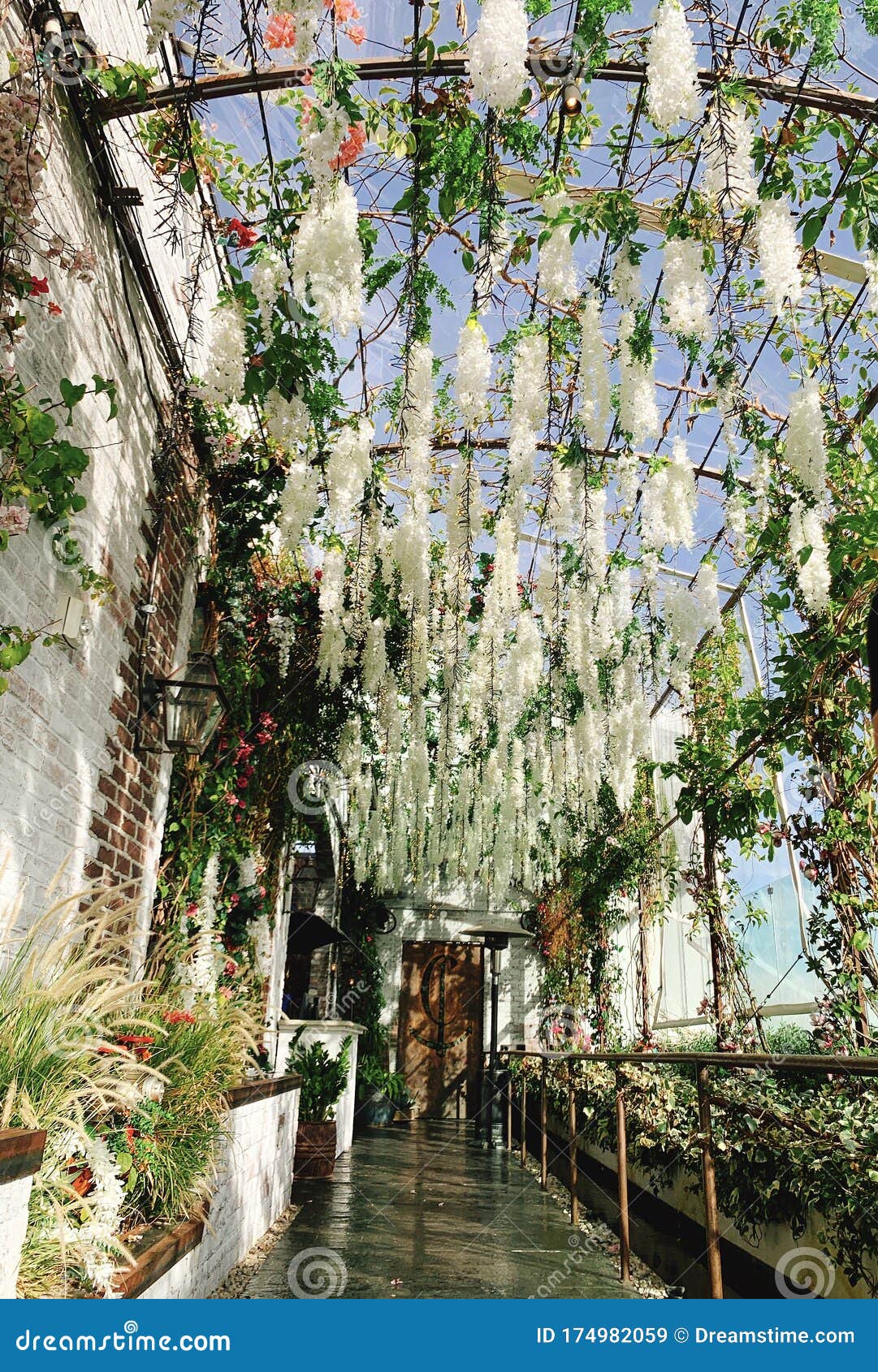 Flower stock image. Image of view, melrose, nice, flower 174982059