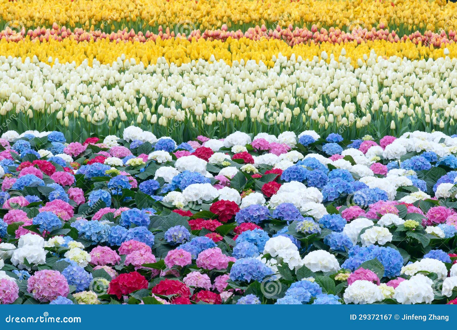 Flower nursery stock image. Image of blooming, hydrangea 29372167
