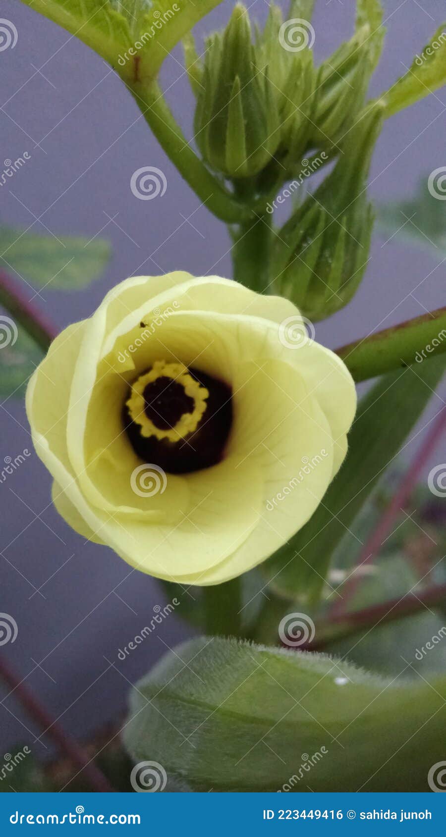 Blooming Okra Plant Stock Photography 95394272