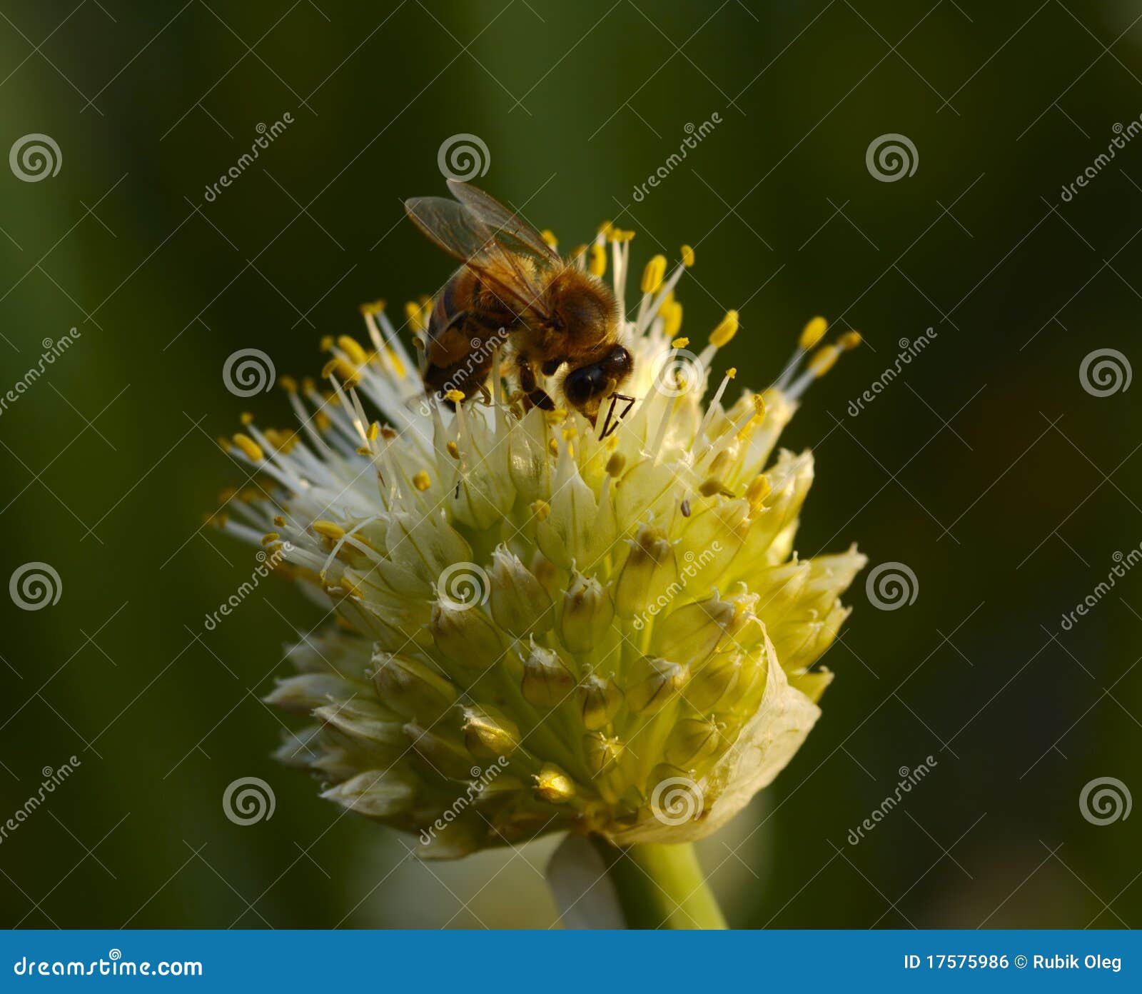 Flower of onions and a bee stock photo. Image of fauna 17575986