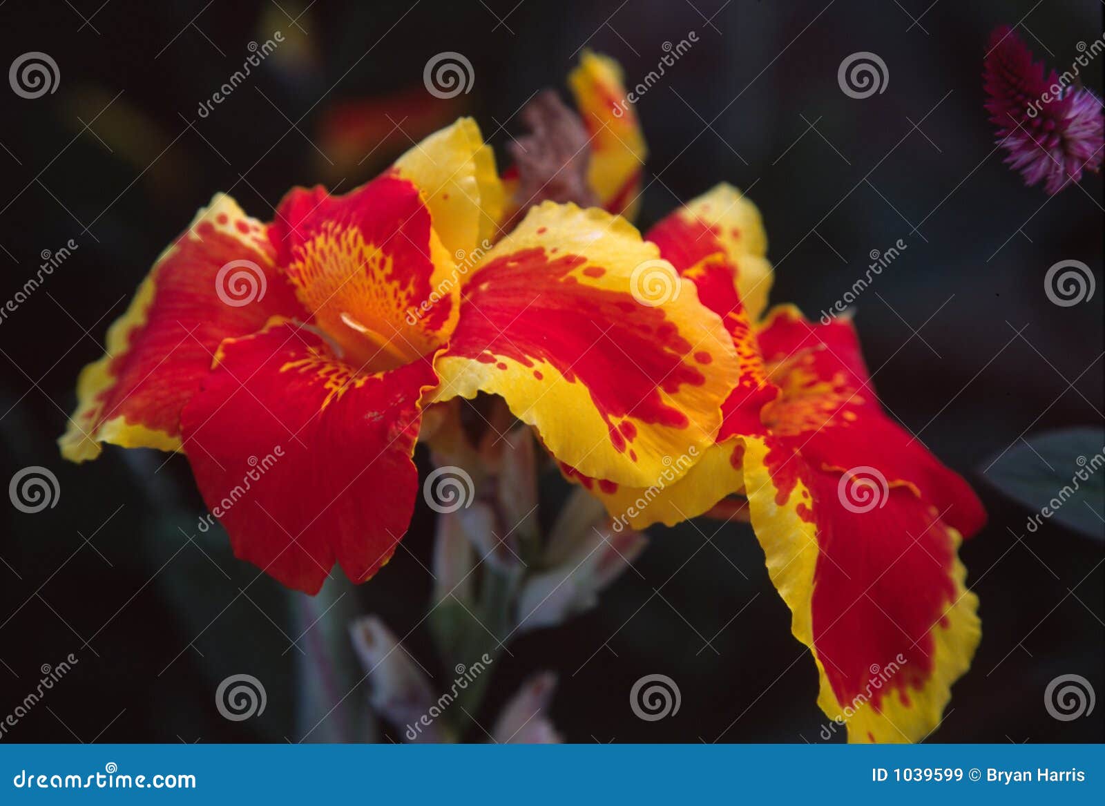 Flower in Panama stock image. Image of colon, travel, vacation 1039599
