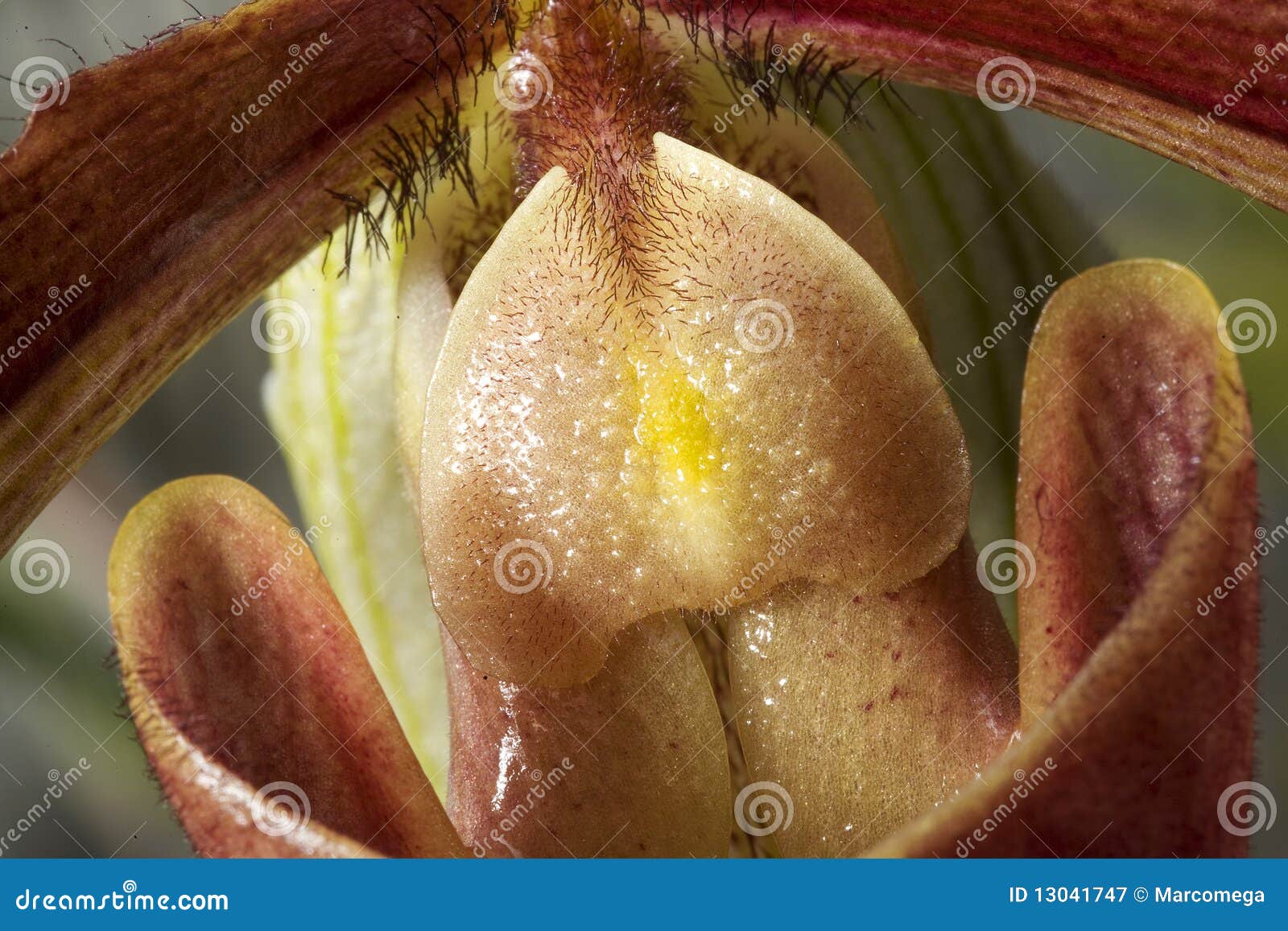 flower of paphiopedilum 'king arthur alex'