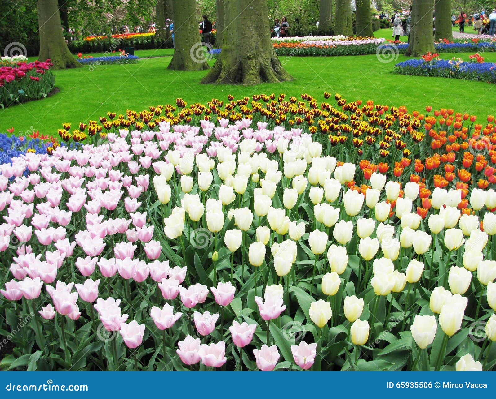 Flower park editorial photo. Image of park, tulips, flower 65935506