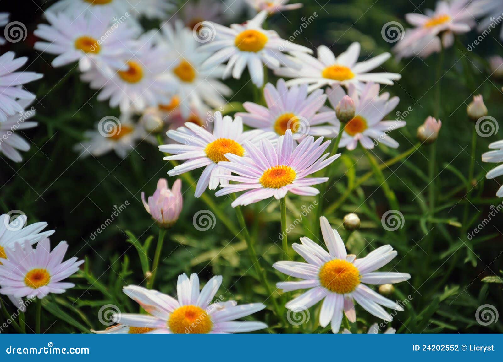 Flower Patch stock photo. Image of natural, flower, grace 24202552