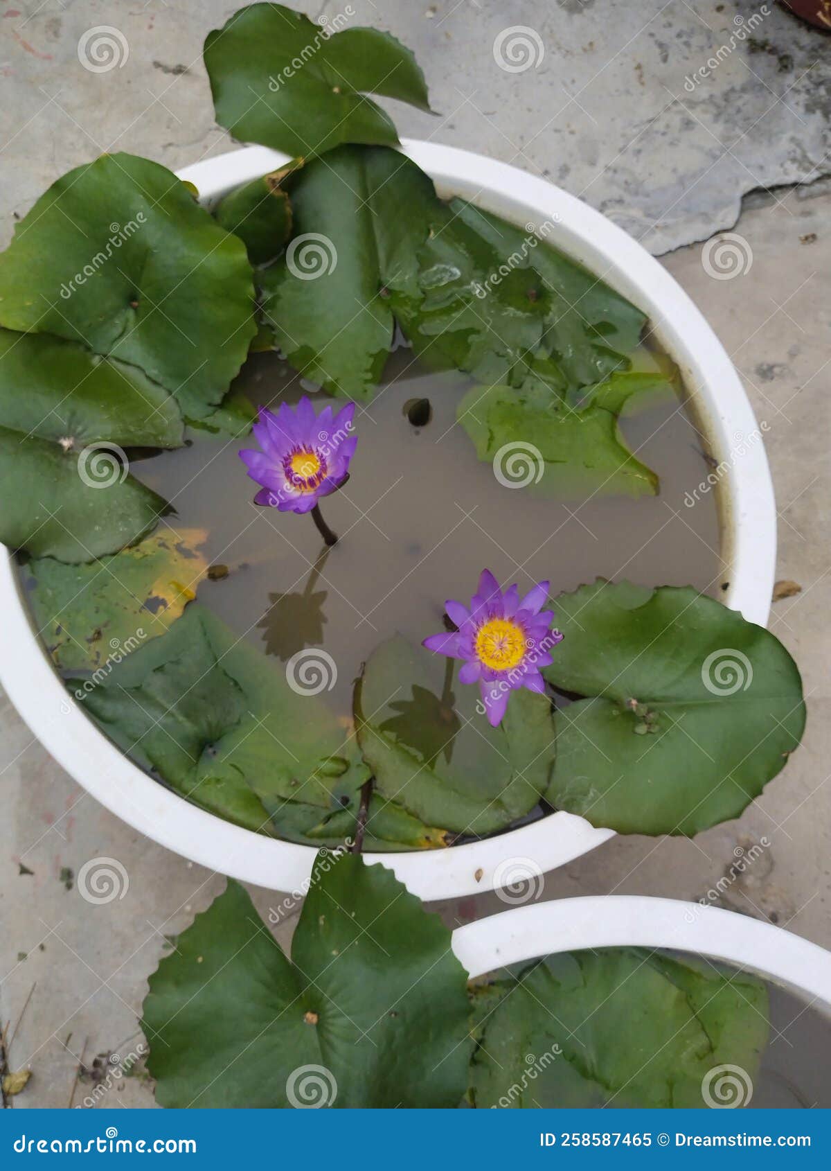 Flower with peace stock image. Image of purple, peace 258587465