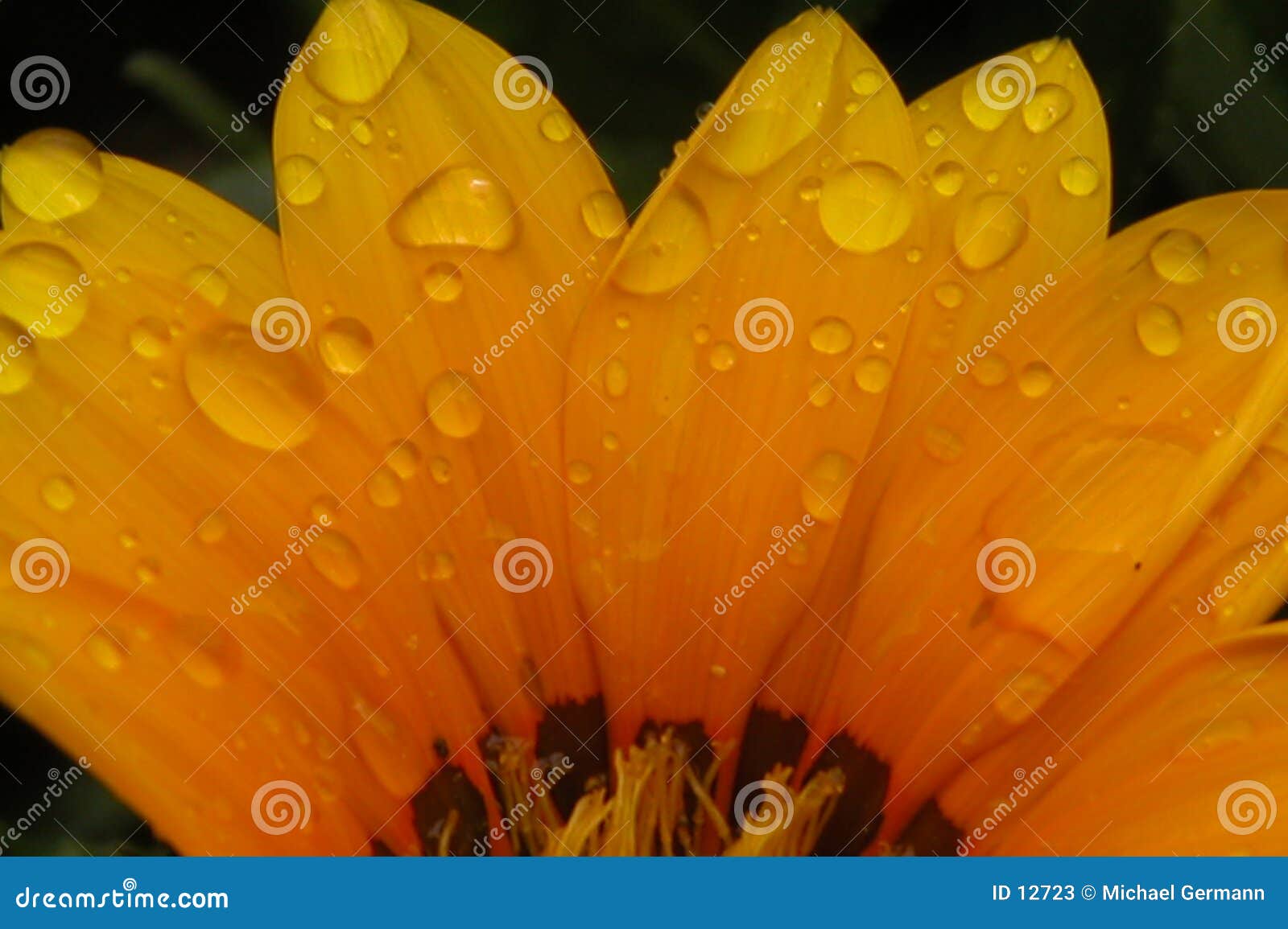 Flower pedals stock image. Image of moisture, pedals, rain - 12723
