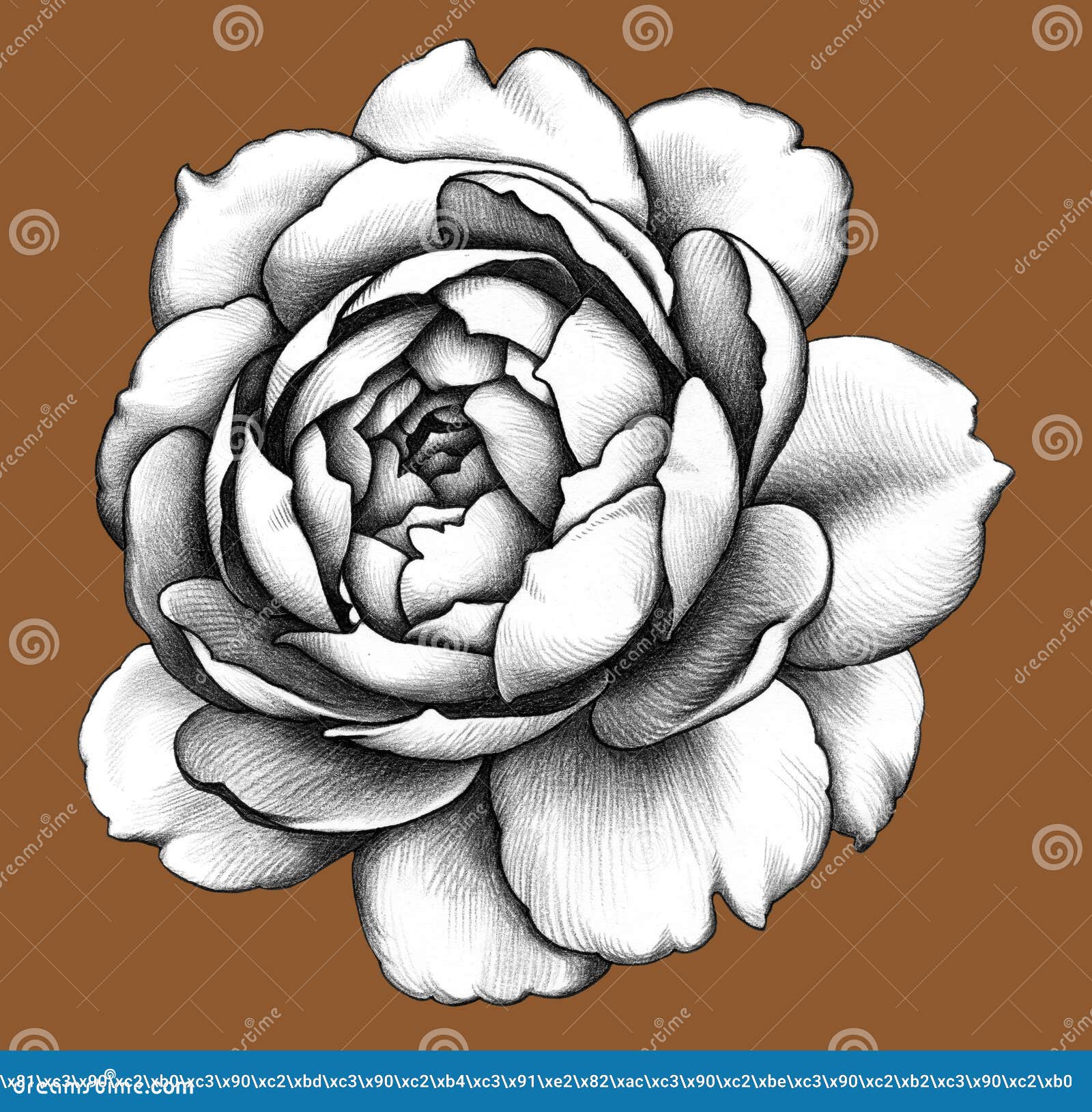 Flower. Pencil Drawing. stock illustration. Illustration of ...