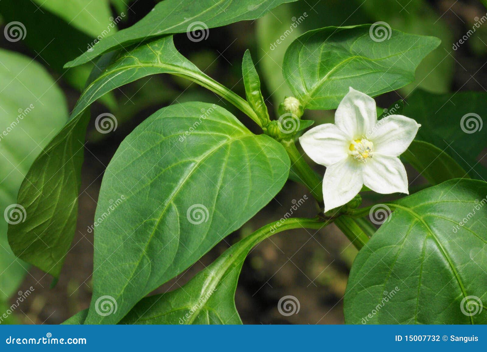 Flower of pepper stock photo. Image of paprika, leaves 15007732