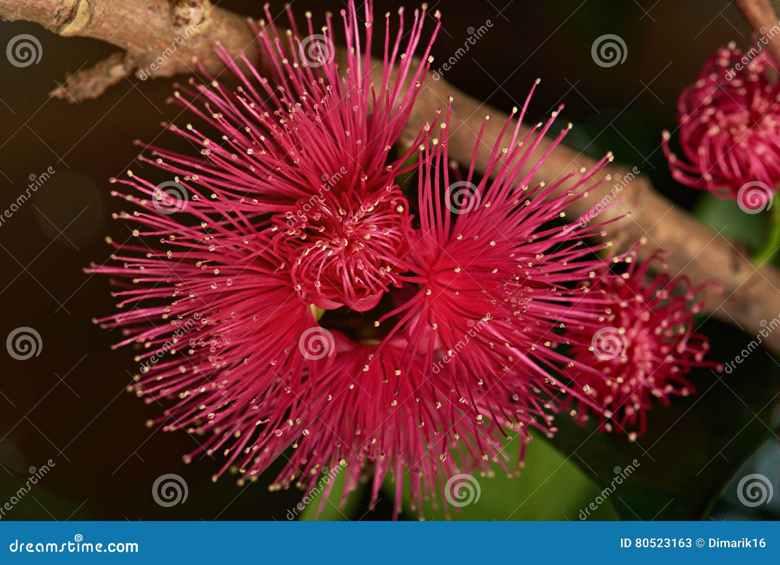 flower perote on branch