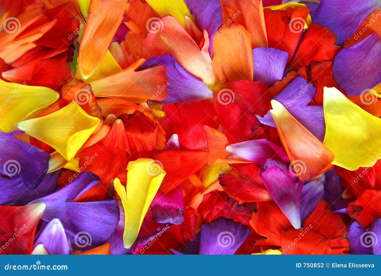 Flower petal background stock photo. Image of blooms, natural 750852
