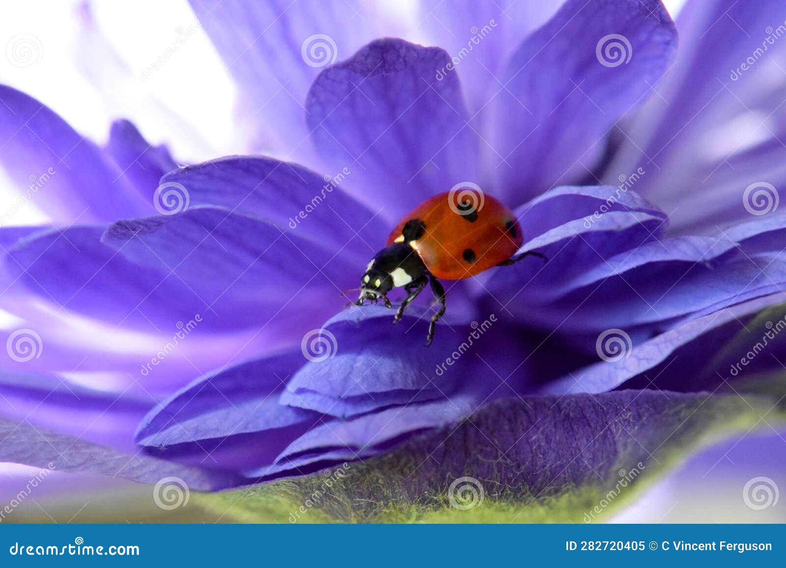 Anemone Flower Purple Petal Ladybug 02 Stock Image Image of floral