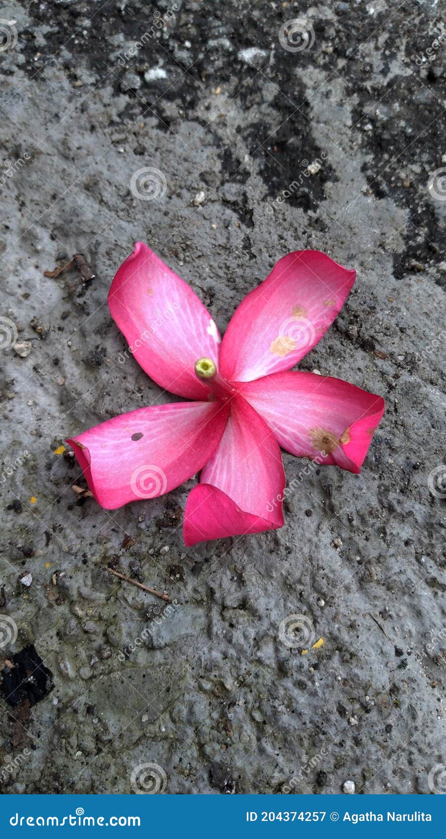 Flower Petal in Park stock image. Image of shrub, pink 204374257