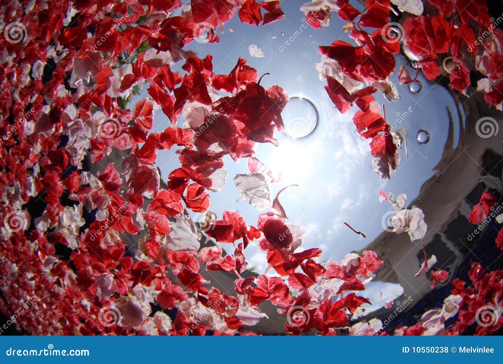 Flower petal in pool stock photo. Image of abstractly 10550238