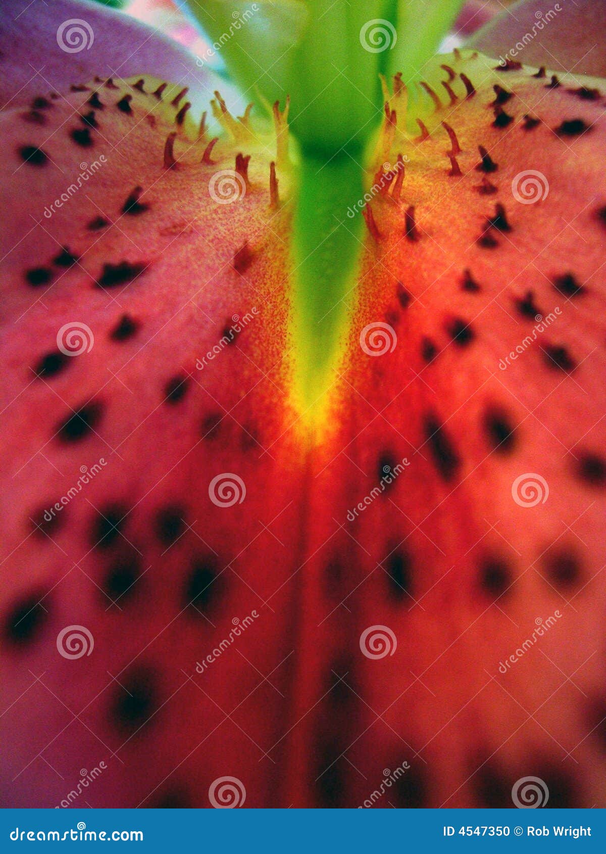 Flower petal up close stock photo. Image of petal, close 4547350