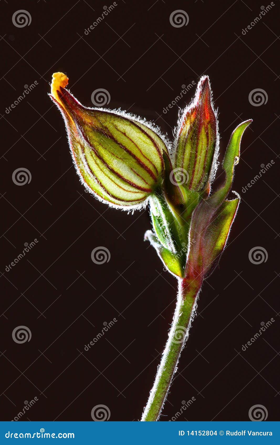 Flower without petals stock photo. Image of left, blooms 14152804