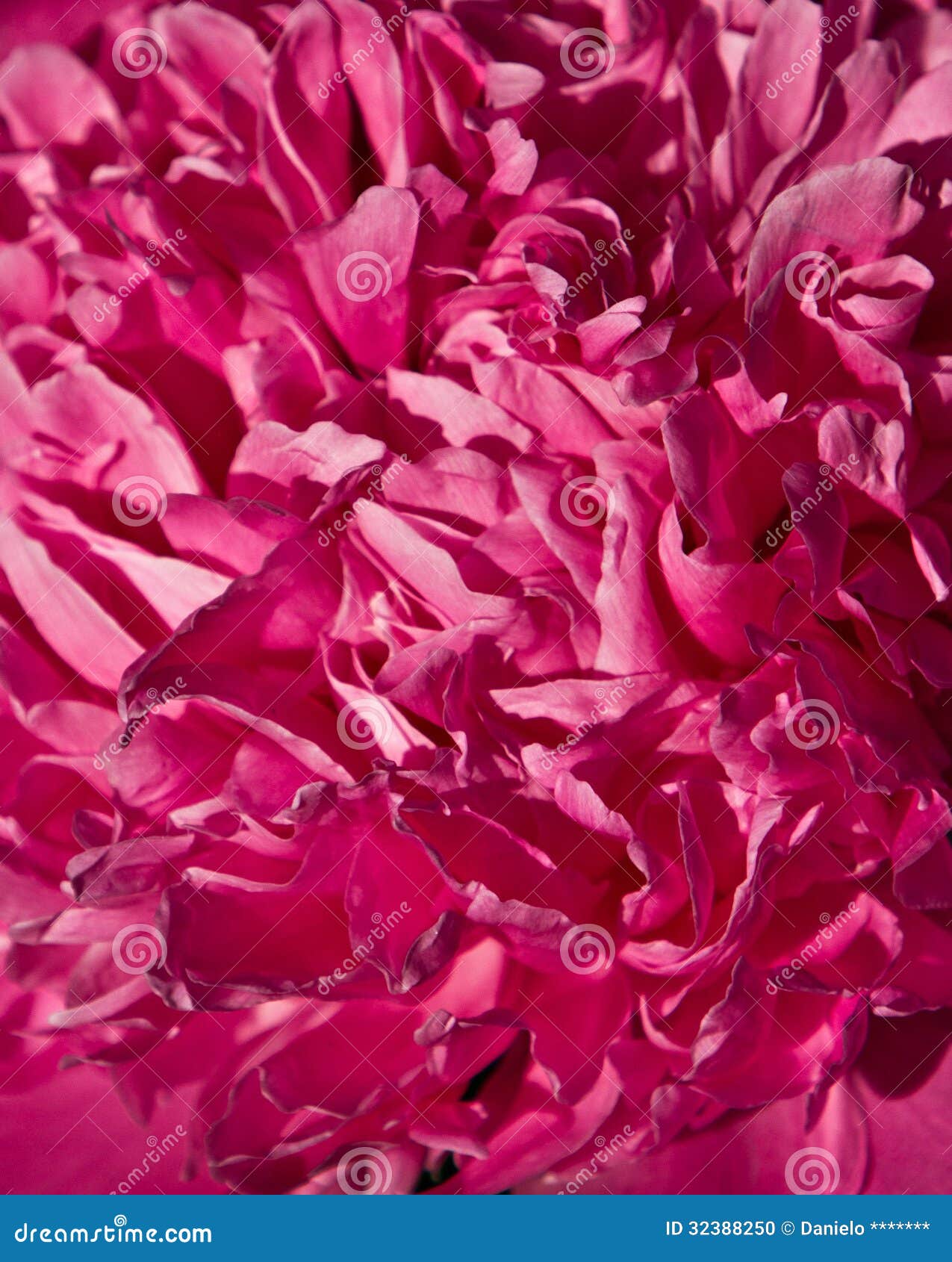 Flower petals stock photo. Image of nature, close, botanical 32388250