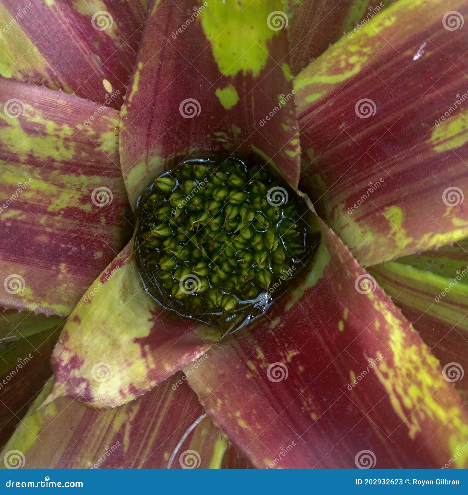 Flower petals in bloom stock image. Image of fruit, pink 202932623