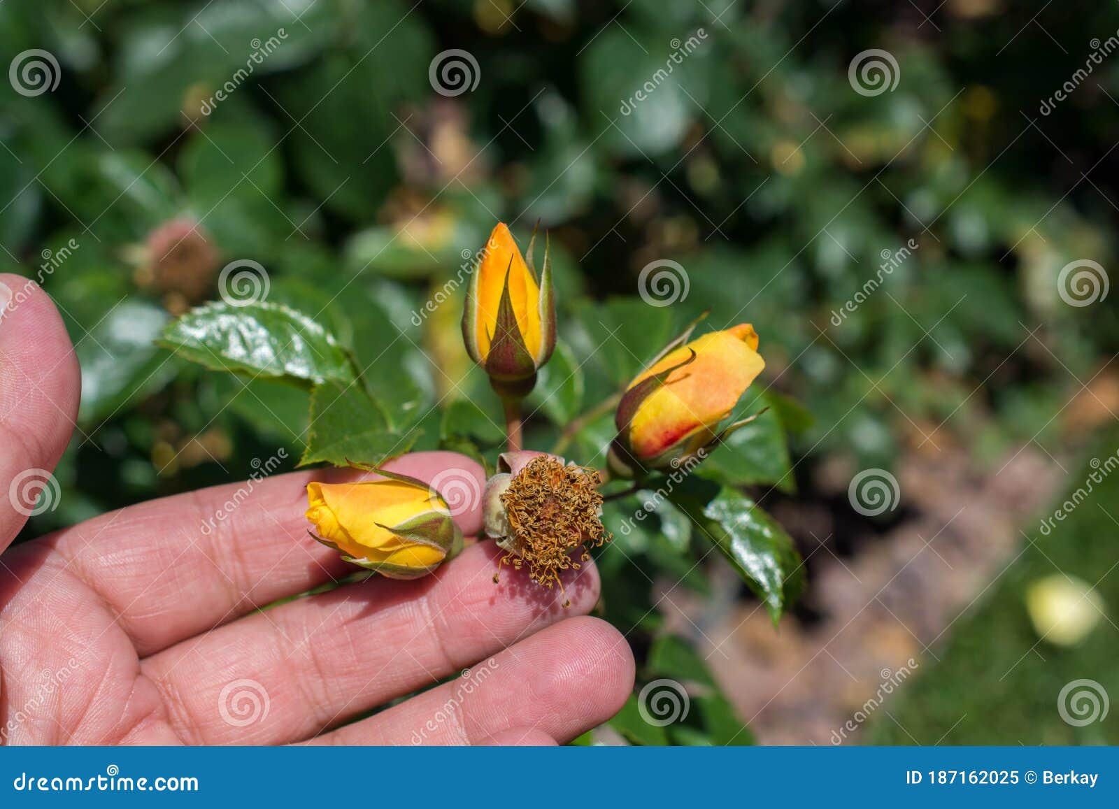 Flower without Petals in the Garden Stock Image Image of park, light