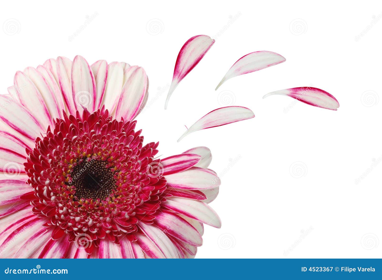 flower with petals 